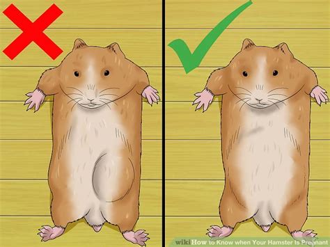 How To Know When Your Hamster Is Pregnant With Pictures