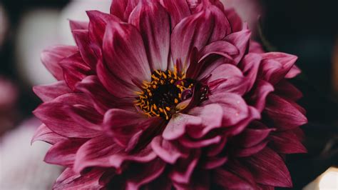 Download Wallpaper 3840x2160 Dahlia Flower Pink Bloom Closeup 4k Uhd 169 Hd Background