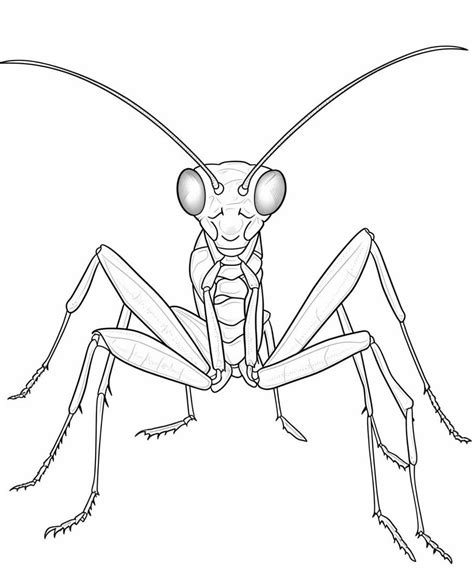 Praying Mantis Pictures To Color Free Printable