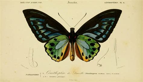 Dictionnaire Universel Dhistoire Naturelle V 2 1849 Atlas Zoologie