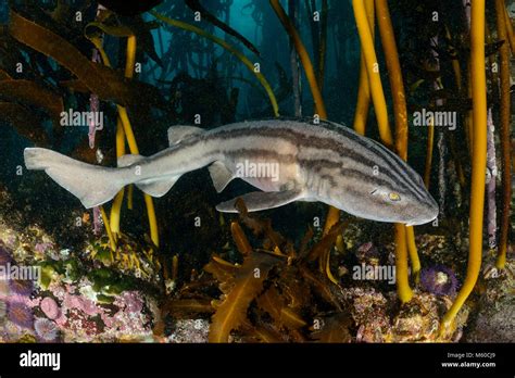 Striped Catshark Pyjama Shark Poroderma Africanum Endemic To The