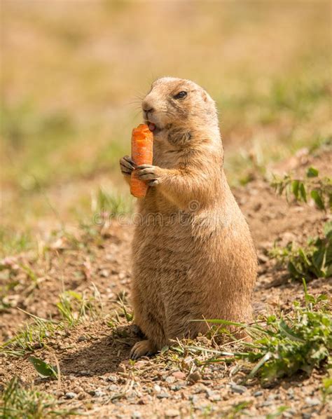 Prairie Dog Eating Carrot Stock Photo Image Of Wild 49614592