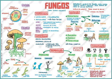 6 Reino Fungi Diagram Quizlet