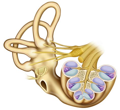 39 Schlau Bilder Ear Inner Structure Ear Anatomy Inner Ear