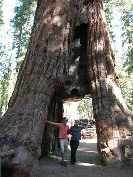 The Biggest Trees In The World Photo