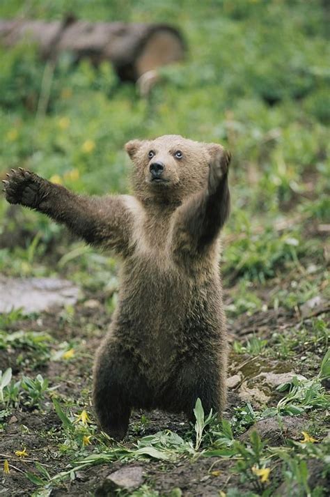 Bear Cub That Fish Was This Big The Style Page