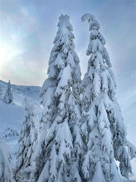 Vertical Spruce Trees Scattered Across Bohinj Are Covered In Fresh