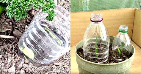 7 Ways To Use Plastic Bottles In Your Garden The Humble Gardener