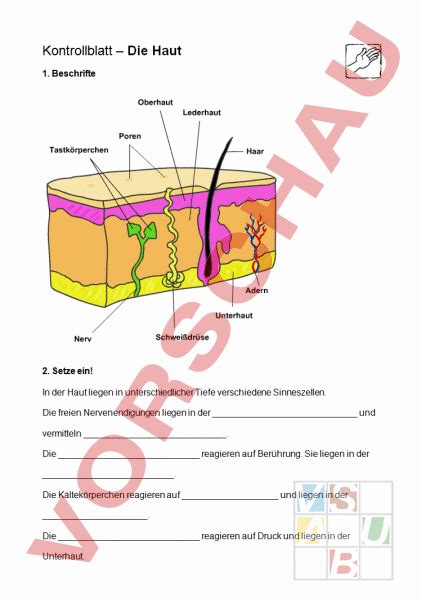 Arbeitsblatt Haut Biologie Anatomie Physiologie