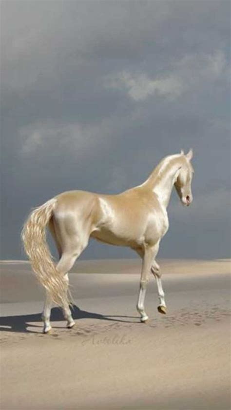 World Rarest Most Beautiful Horse Breeds In The World Top 10 Artofit