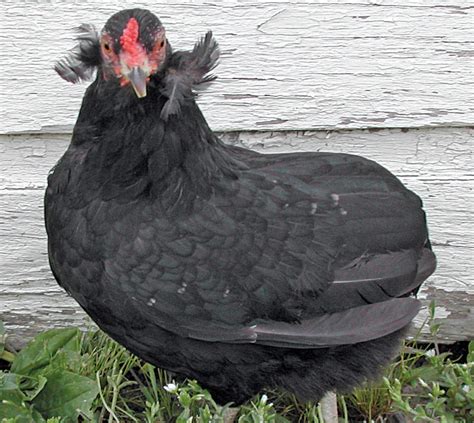 13 famous chickens breeds that lay colored eggs the poultry guide