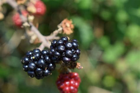 Blackberries Brambles Berry Free Photo On Pixabay Pixabay