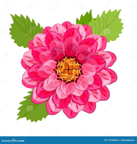 Dahlia Flower Vector Image Closeup Stock Vector Illustration Of
