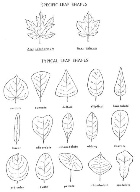 Leaf Classification With Images Plant Science Leaf Nature Kids