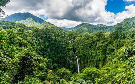 Wallpaper Costa Rica Jungle