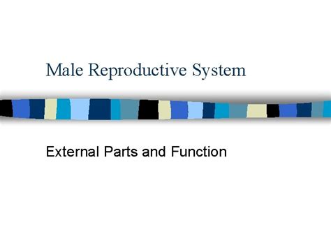 Male Reproductive System External Parts And Function Male