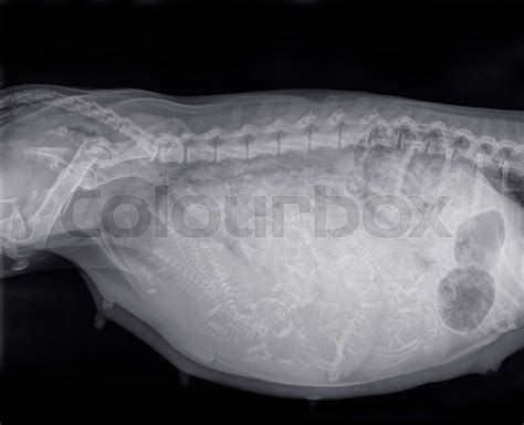 X Ray Of A Pregnant Dog Stock Image Colourbox