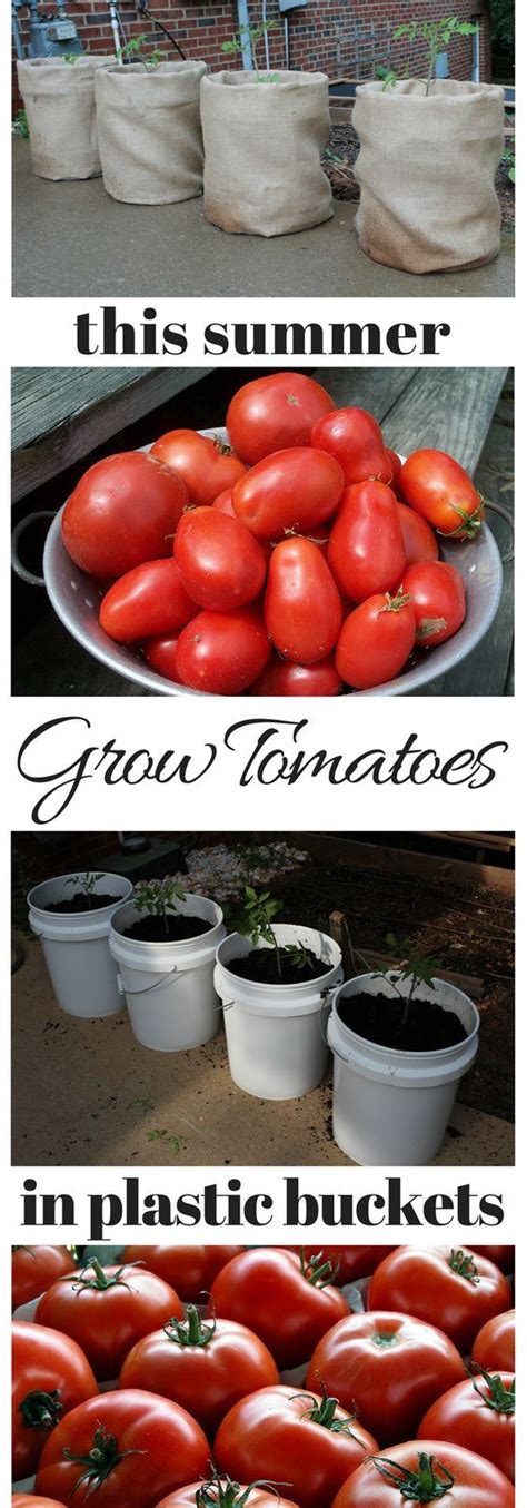 Remove the tomato plant from the container. Grow Tomatoes In 5 Gallon Buckets | Growing tomatoes in ...