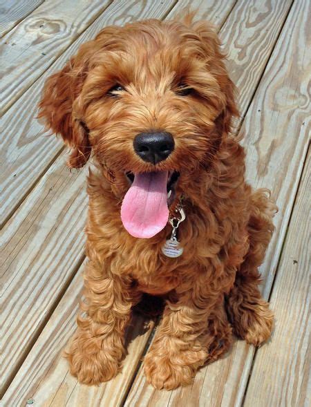 Today i am answering the most asked question i get about our mini golden doodle. Ollie the Australian Labradoodle | Labradoodle puppy ...
