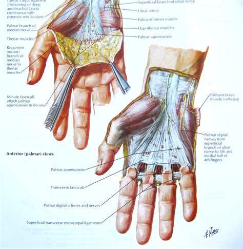 Анатомия рук просто и понятно Кости руки человека syzran fok ru