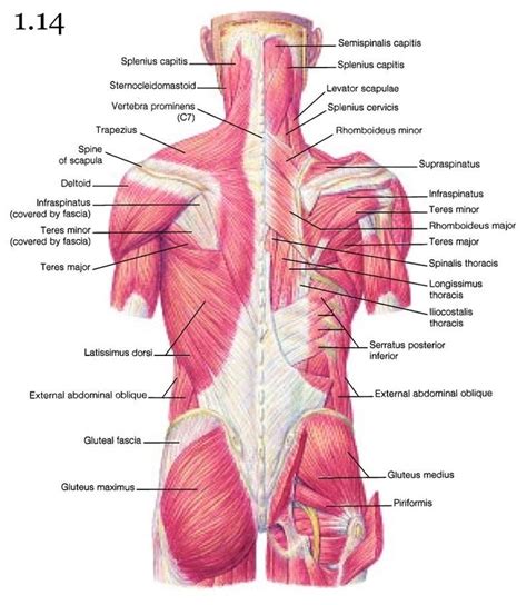 The system used here groups the muscles based on their function and topography (which are closely related in the upper li. Deep Tissue | Skeletal muscle, Deep tissue, Muscle