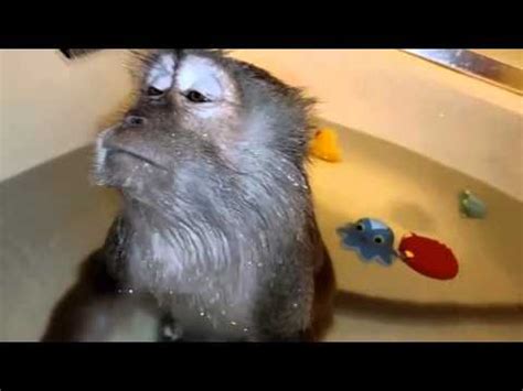 Funny monkey trying to get a response from a laptop. Boss Monkey gets his hair combed! - YouTube