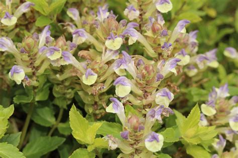 31 Espléndidas Flores Que Empiezan Por S Detalles De Cultivo