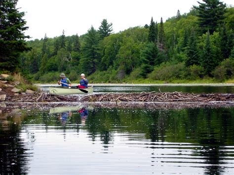 Algonquin Park Canoe Trip Free Photo Download Freeimages