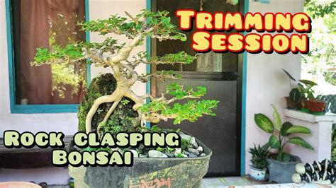 Trimming My Premna Bonsai Rock Clasping Youtube