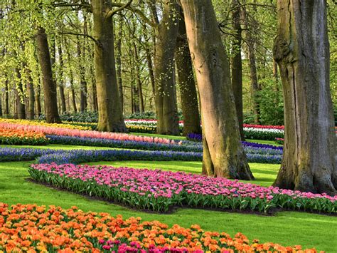 Keukenhof A Celebration Of Colors And Fragrances The Most