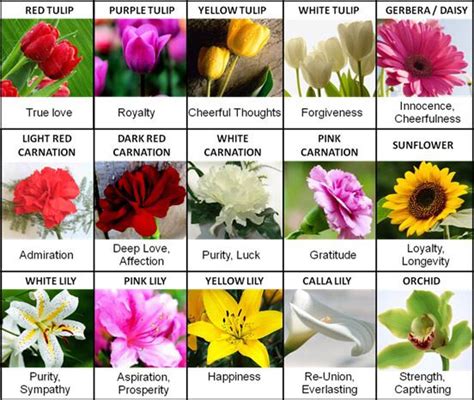 We did not find results for: Flower meanings | Flower meanings, Different types of ...