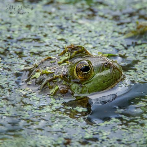 American Bullfrog Lithobates Catesbeianus Mercer Slough Flickr