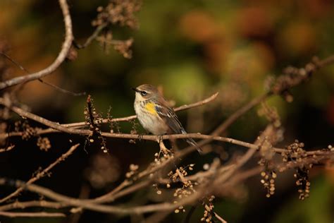 North Carolina Birding Spots Best Life Birding Birdwatching Tours