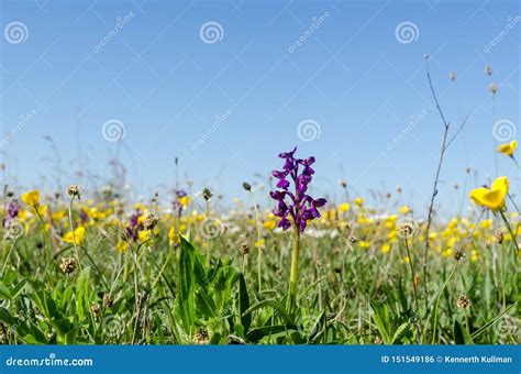 Bright And Colorful Flowery Field In A Low Perspective Image In Spring