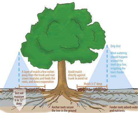 A soil's water holding capacity is the difference between the field capacity (water in the soil after a soaking rain that has been allowed to drain) and the permanent wilting point (where a plant growing in that soil would wilt and never recover). Save our Water and our Trees - Canopy : Canopy