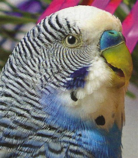 The Splendid Bourke Bird Blog Budgerigar Parakeets Adult Or Baby