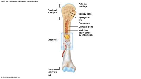 The endosteum (plural endostea) is a thin vascular membrane of connective tissue that lines the inner surface of the bony tissue that forms the medullary cavity of long bones. 6.4