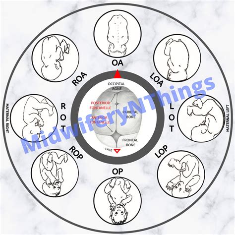 Fetal Position Wheel Classic Digital Download Pdf Etsy