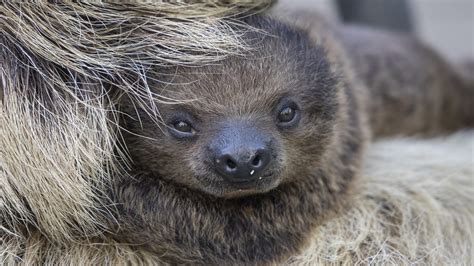 San Diego Zoo Sloths Baby Born At Wildlife Explorers Basecamp