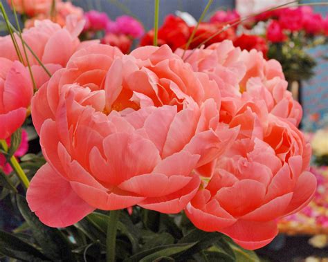Peony Coral Charm Bare Roots — Buy Salmon Peonies Online At Farmer
