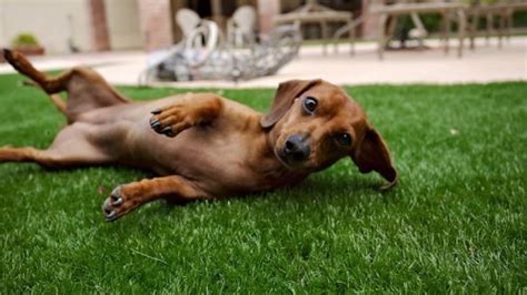 No puppies available at this time. 8 Dinge, die Ihren Hund im Garten glücklich machen ...