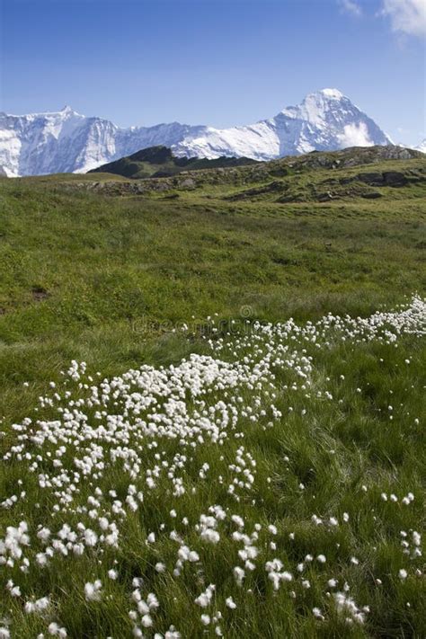 4036 Field Flowers Swiss Alps Stock Photos Free And Royalty Free Stock