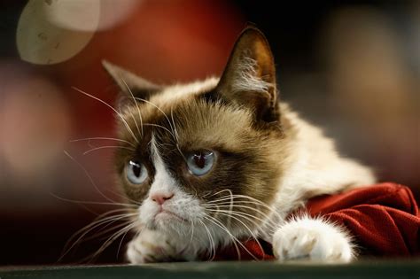 Grumpy Cat Cause Of Death Instagram Sensation Dead At 7 Ibtimes