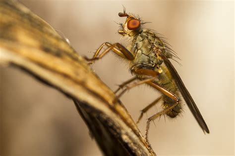 Images Gratuites Aile Mouche Insecte Macro Ombre Faune