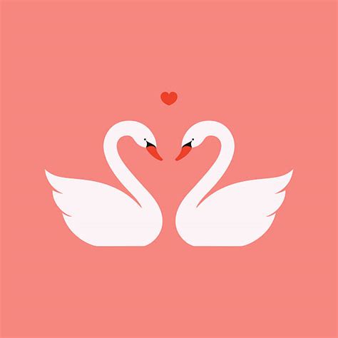Royalty Free Swan Clip Art Vector Images And Illustrations Istock