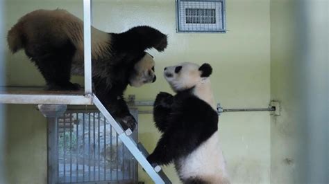 Giant Pandas Mate In Rare Ritual At French Zoo Afp Youtube