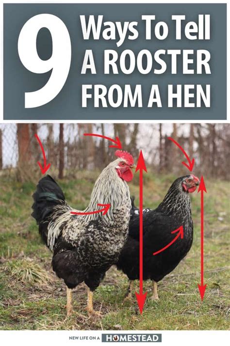 9 Ways To Tell A Rooster From A Hen • New Life On A Homestead
