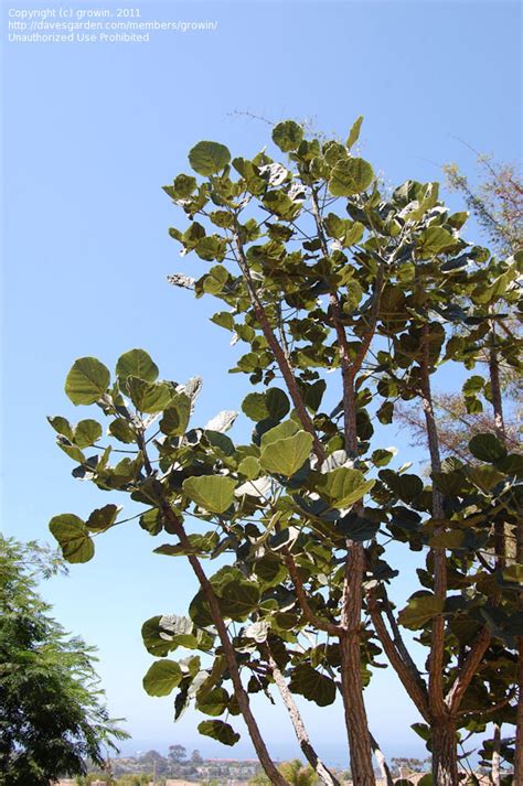 Plantfiles Pictures Broad Leafed Coral Tree Erythrina Latissima 1