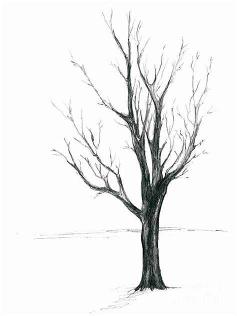 Minimal Winter Maple Tree Drawing By Mm Anderson Pixels