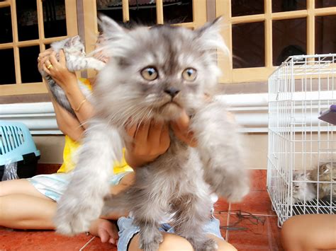 Nama kucing anggora di peroleh dari suatu daerah di turki yang bernama angora atau sekarang lebih dikenal dengan kota ankara. Jual Kucing Persia | Jual Peralatan , Perlengkapan , dan ...